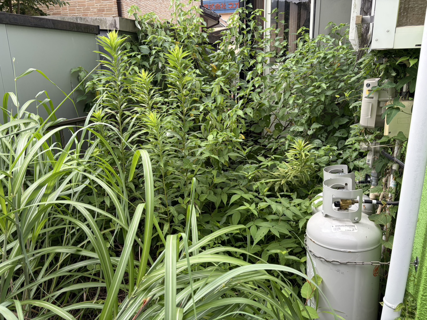 隙間の草刈り作業前