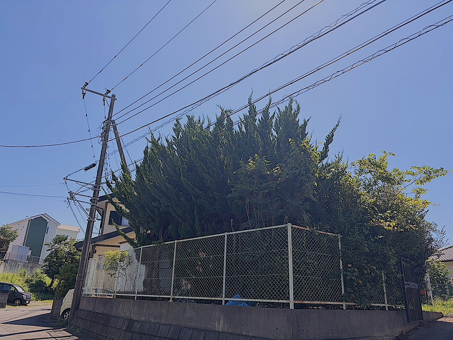庭木の伐採作業前
